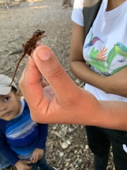 Anolis