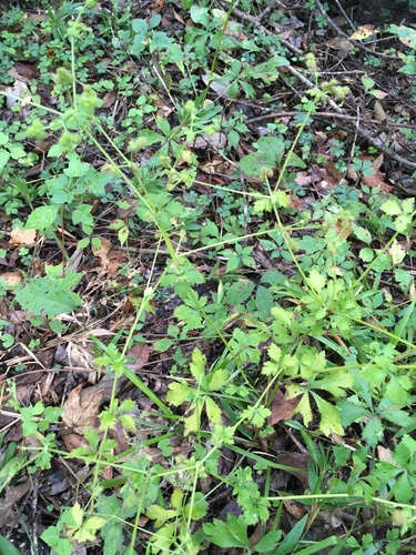 Sanicula canadensis image