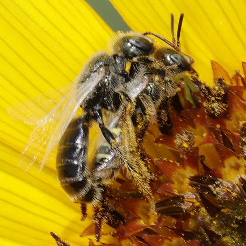 White-winged Fairy Bee