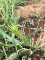 Acalypha depressinerva