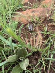 Acalypha depressinerva