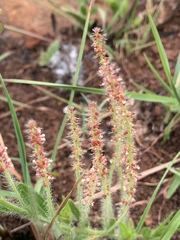 Acalypha depressinerva