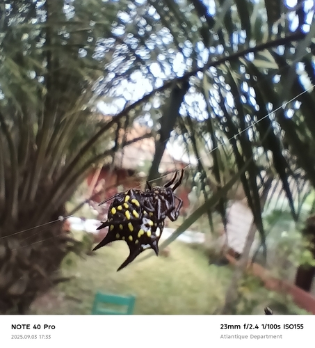 Gasteracantha curvispina