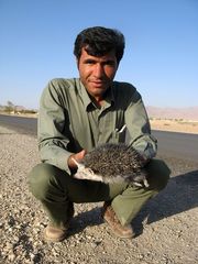 Paraechinus hypomelas