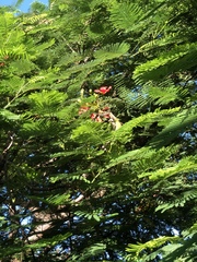 Heliconius charithonia