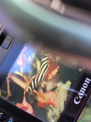 Heliconius charithonia