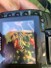 Heliconius charithonia