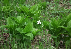 Veratrum oxysepalum