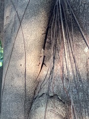 Anolis distichus