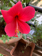 Hibiscus rosa-sinensis