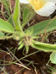 Hibiscus aethiopicus ovatus