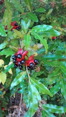 Ochna serrulata