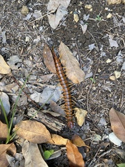 Scolopendra alternans