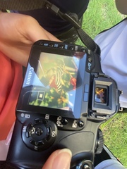 Heliconius charithonia