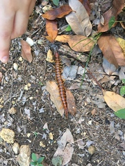 Scolopendra alternans