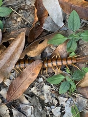 Scolopendra alternans
