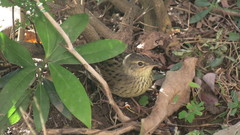 Locustella lanceolata