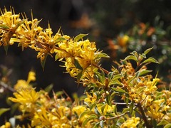 Holly-leaved Lambertia (Lambertia ilicifolia)