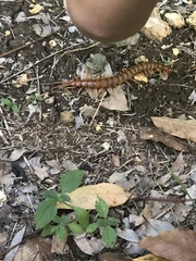 Scolopendra alternans