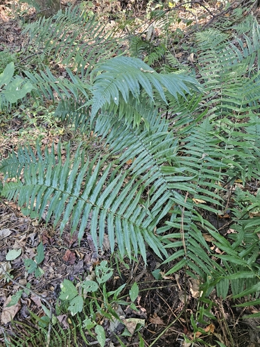 Dryopteris hangchowensis iNat (3)