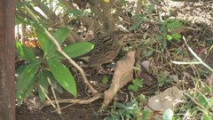 Locustella lanceolata