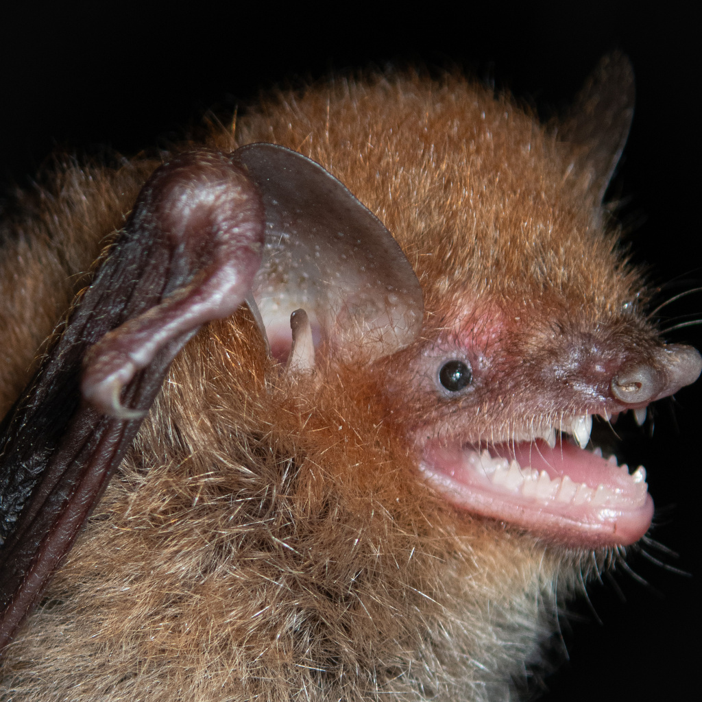 Flores Tube-Nosed Bat