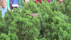 Locustella lanceolata