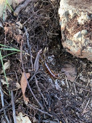 Scolopendra alternans