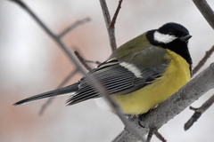 Parus major