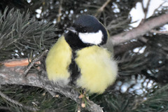 Parus major