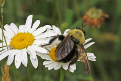 Laphria thoracica
