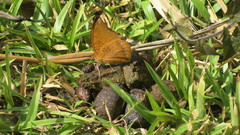 Charaxes marmax