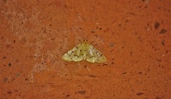 Xanthomelaena schematias
