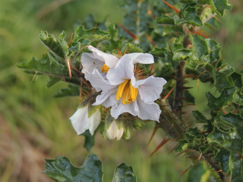 Solanum sisymbriifolium iNat (1)