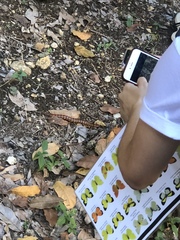 Scolopendra alternans