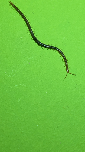 Luminous Centipede, Eibergen, photo 4 of 10