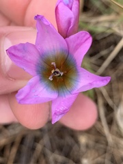 Ixia monadelpha