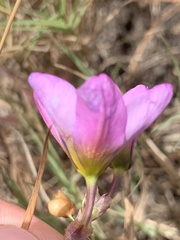 Ixia monadelpha