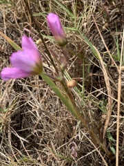 Ixia monadelpha