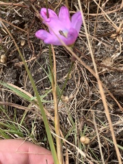 Ixia monadelpha