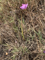 Ixia monadelpha