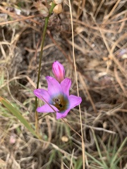 Ixia monadelpha