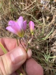 Ixia monadelpha