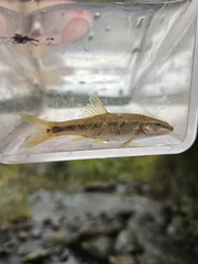 Umatilla Dace photo 1