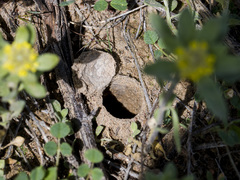 Alopecosa marikovskyi