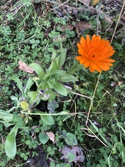 Calendula officinalis