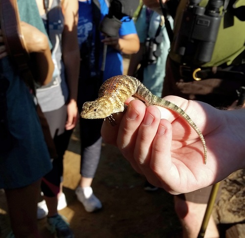 Granite Spiny Lizard