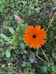 Calendula officinalis