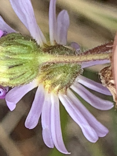 Image of Felicia tenella by (c) Matthew Fainman, some rights reserved (CC BY)