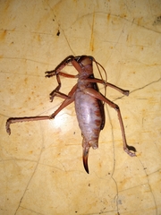 Nastonotus foreli